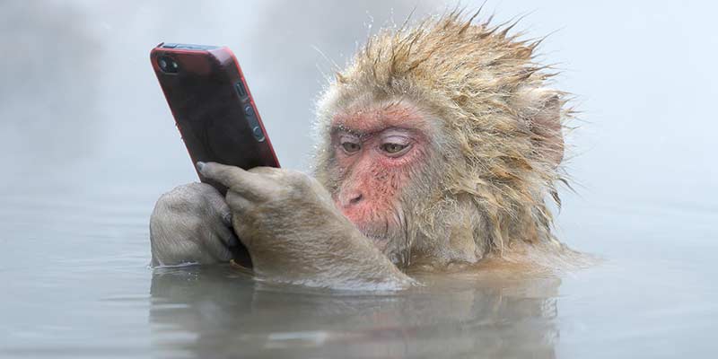 Wildlife